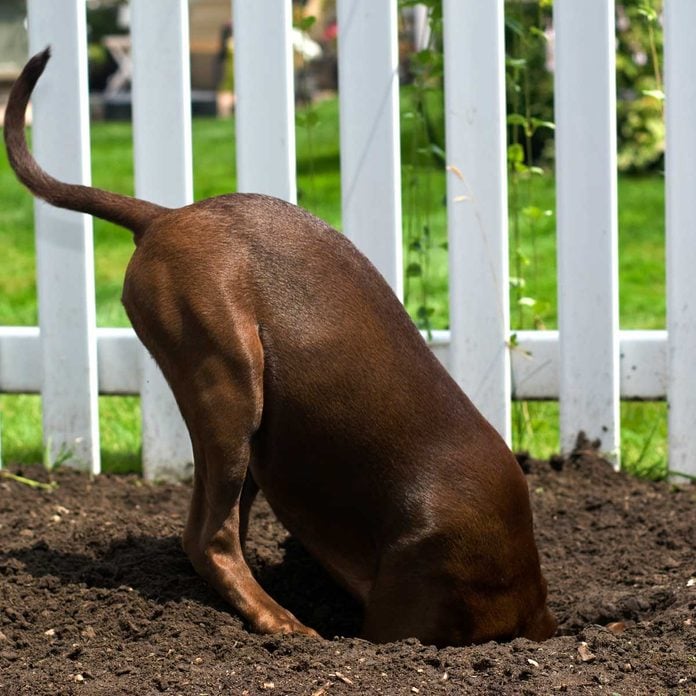 Dog digging under a fence