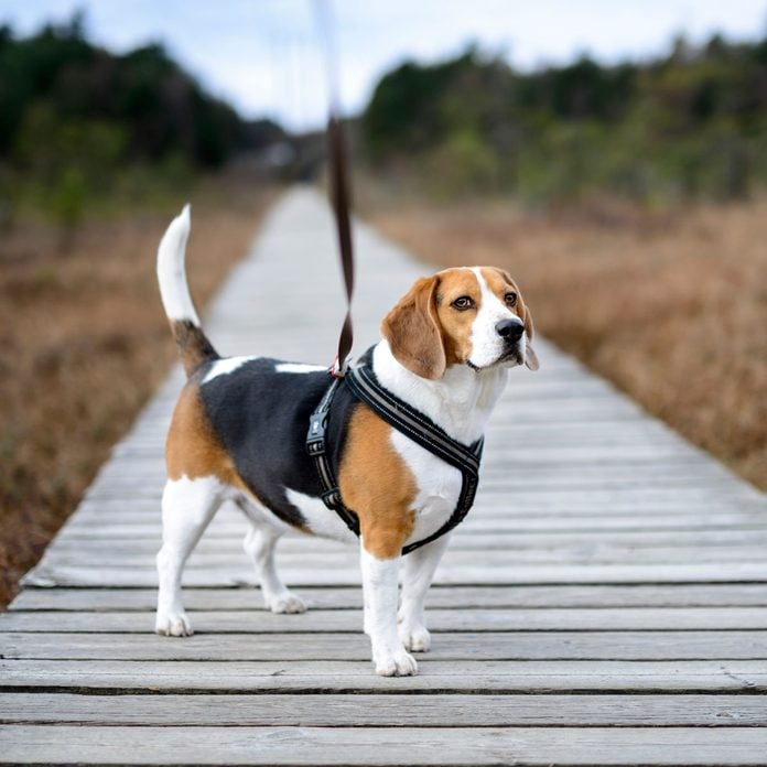 Beagle wearing a dog harness
