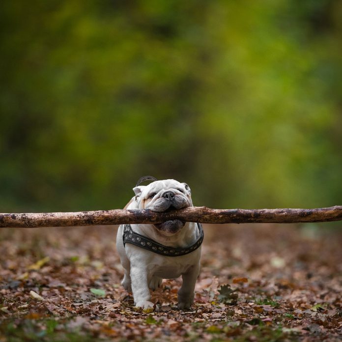 Dog with a big stick
