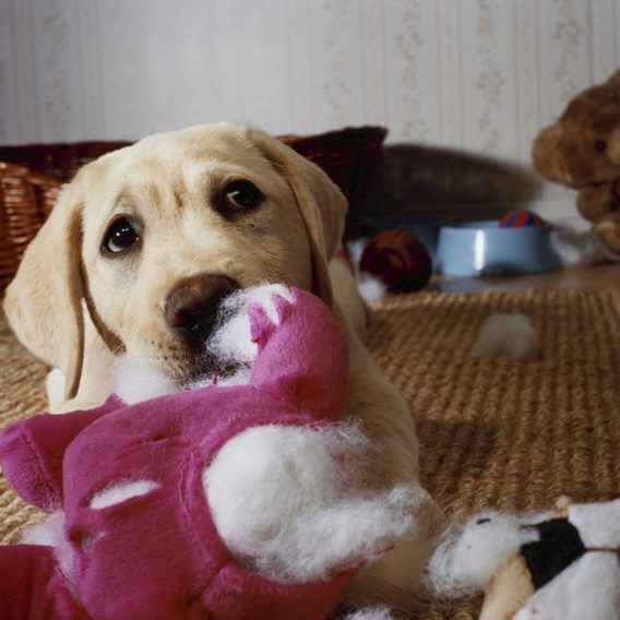 6 Dogs Toys to Avoid (and 6 to Try Instead) | Family Handyman