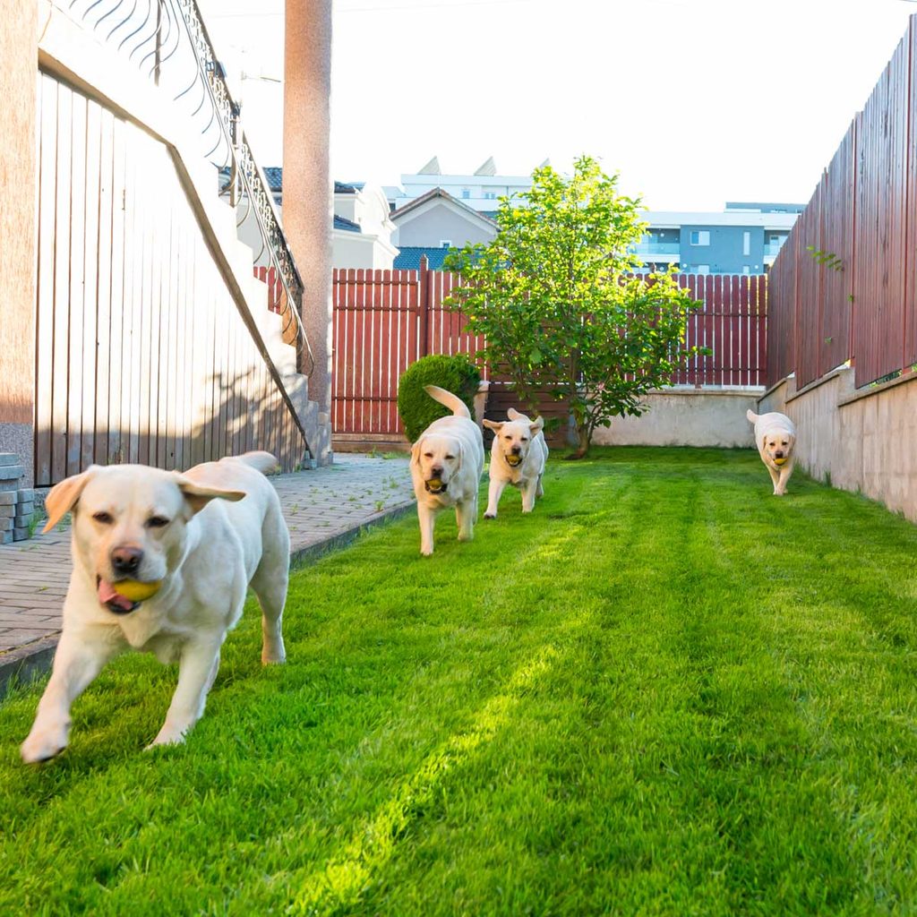 Dogs playing in a fenced yard