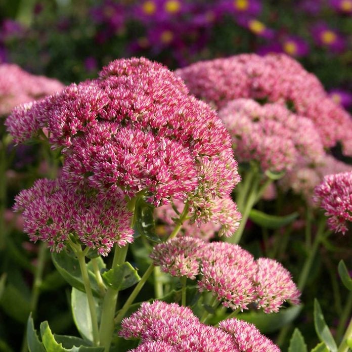 Sedum