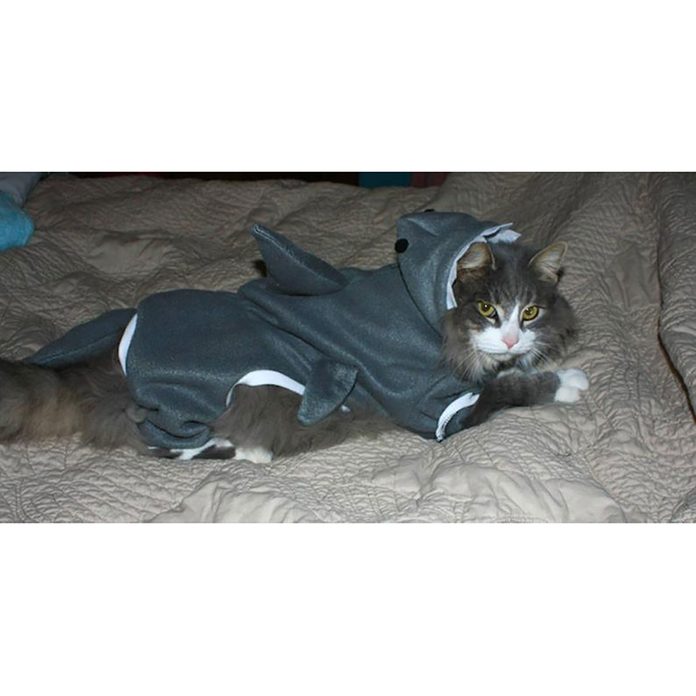 Shark cat costume