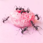 The Homeowner’s Guide to Ant Pest Control