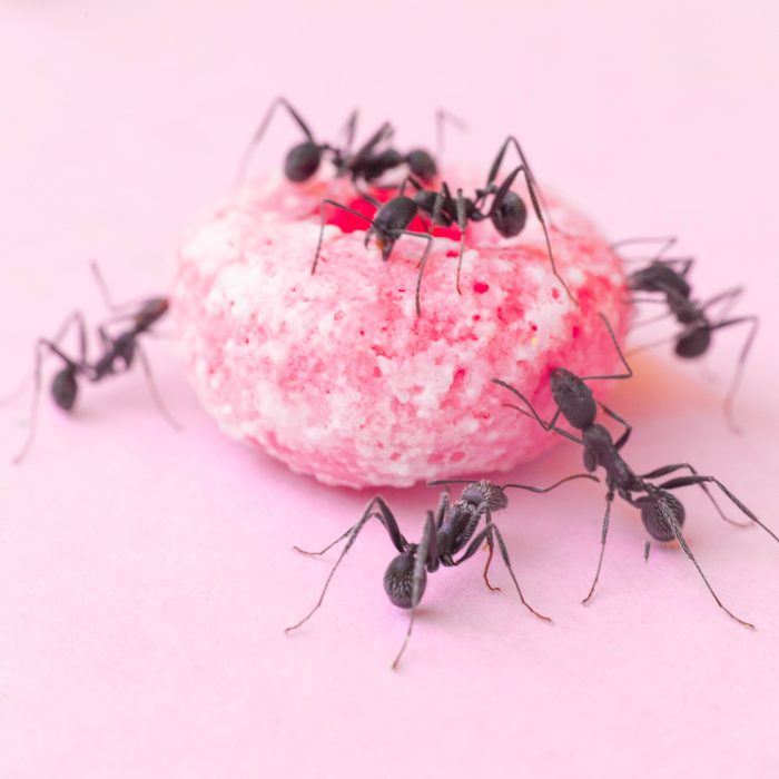 Group Of Ants Eating Cereal