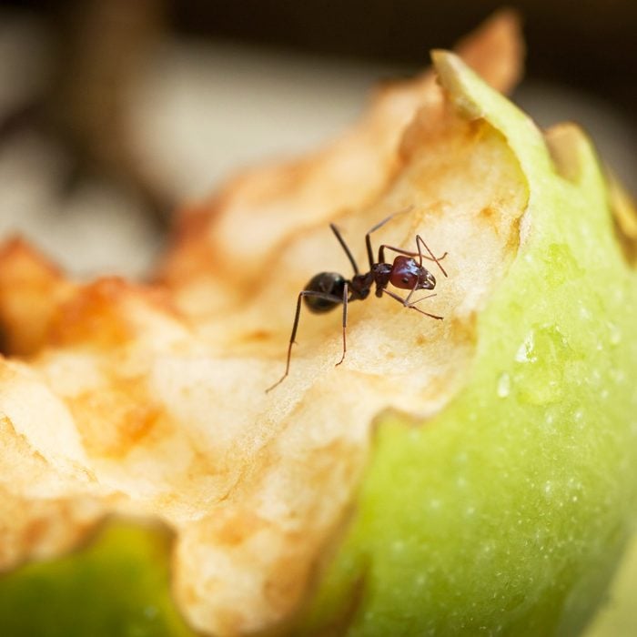 Ant on an apple