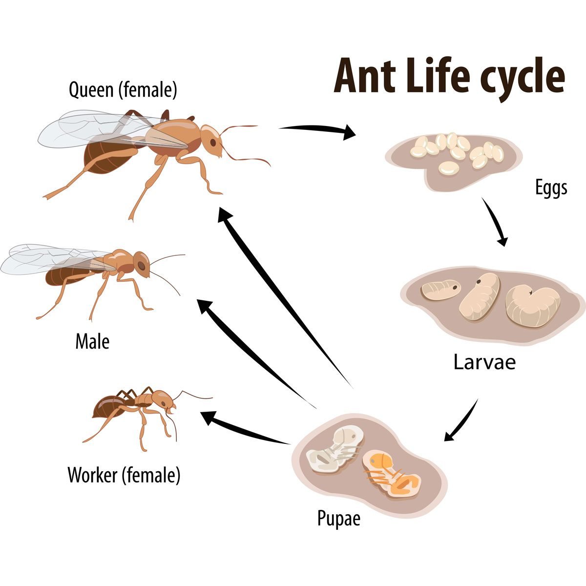 Ant lifecycle illustration