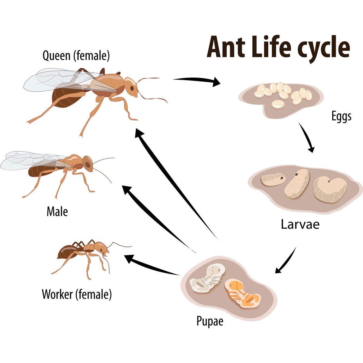 Life cycles of man stages growing up from baby Vector Image