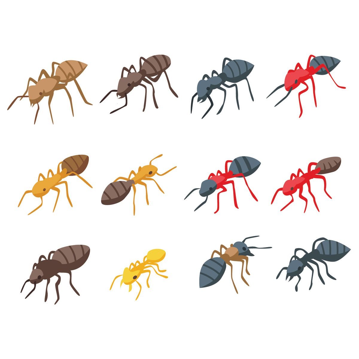 How To Identify Diffe Types Of Ants