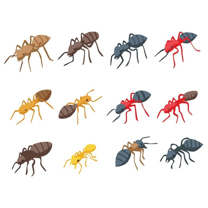 Illustrations of ant species