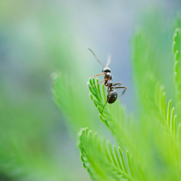 Argentine ant