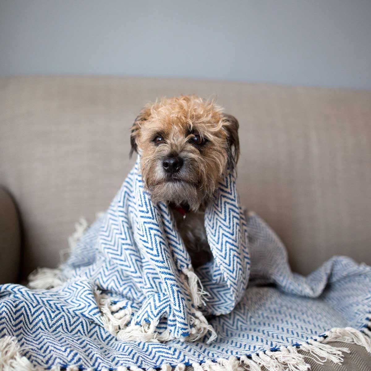 10 Winter Dangers That Can Hurt Your Dog The Family Handyman