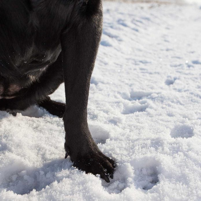 Snowy dog paw