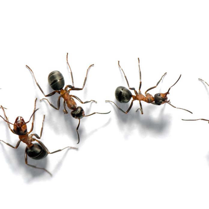Field ants