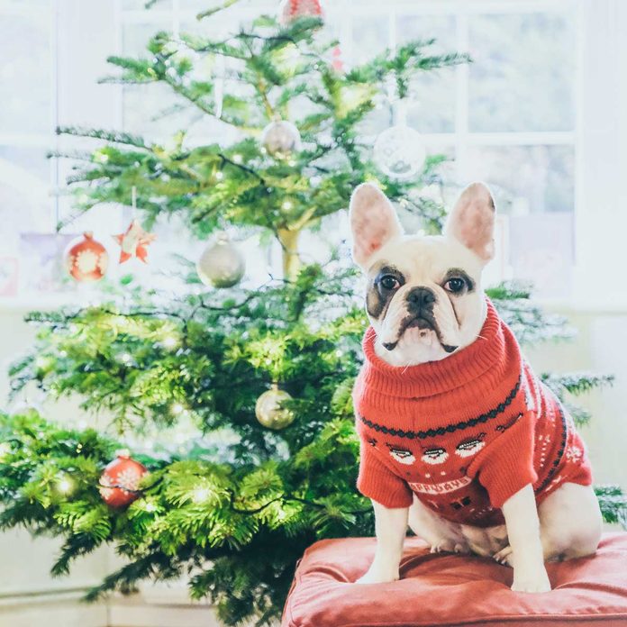 Dog by a Christmas tree
