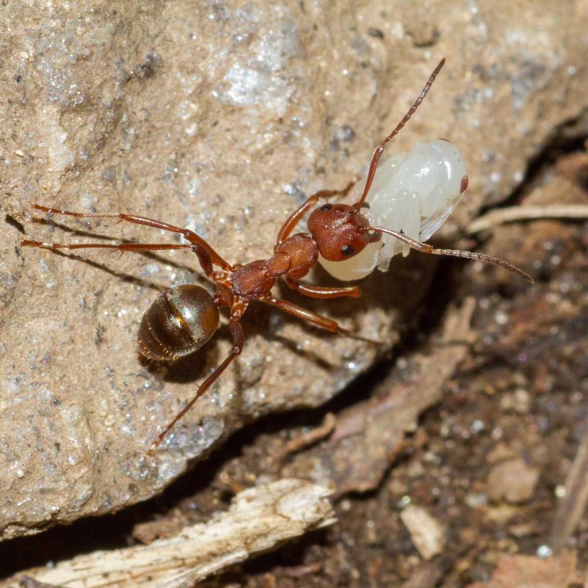 Kidnapper ant