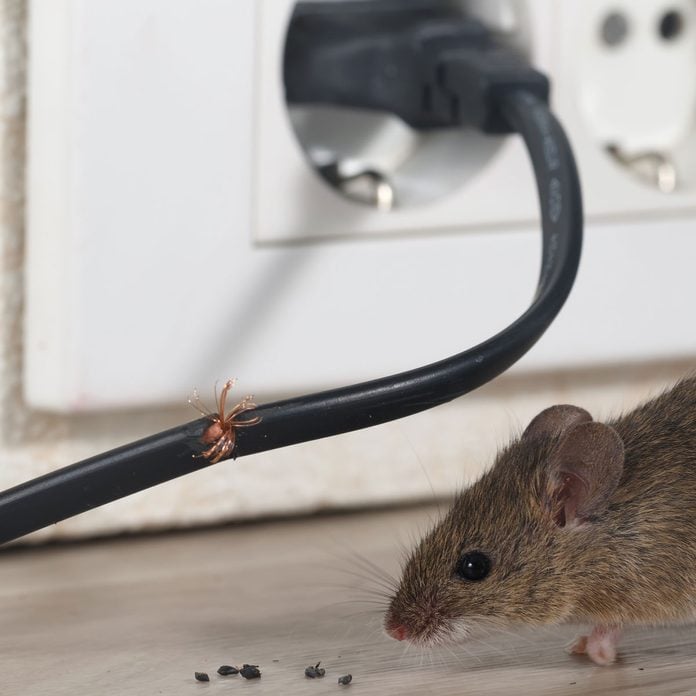 Mouse chewing a wire