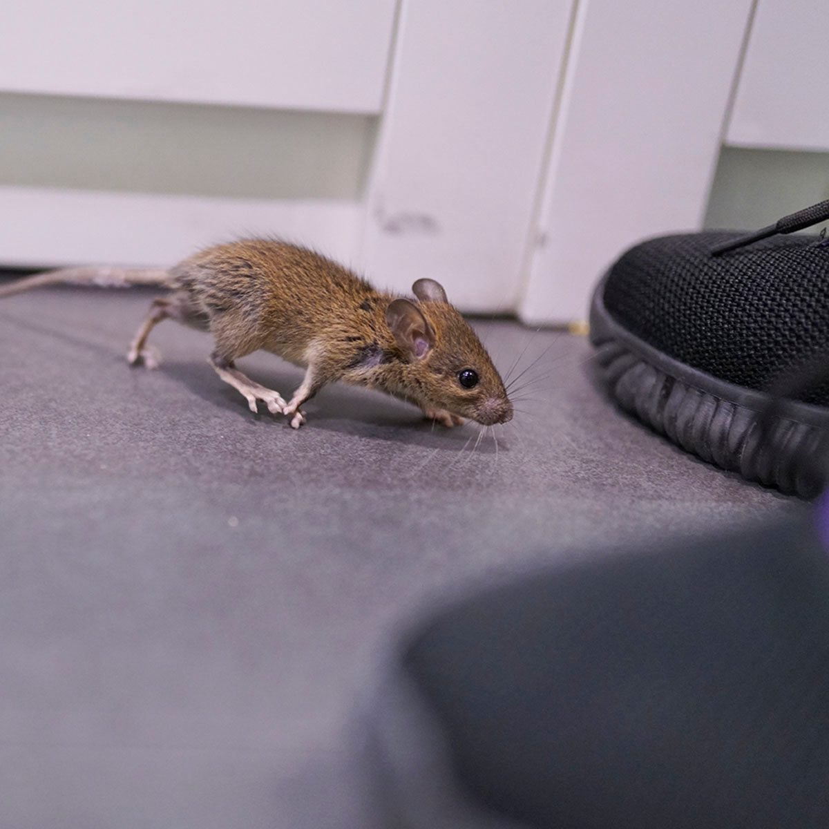 Rodent Proof Storage: 8 Ways to Keep Mice Out Permanently