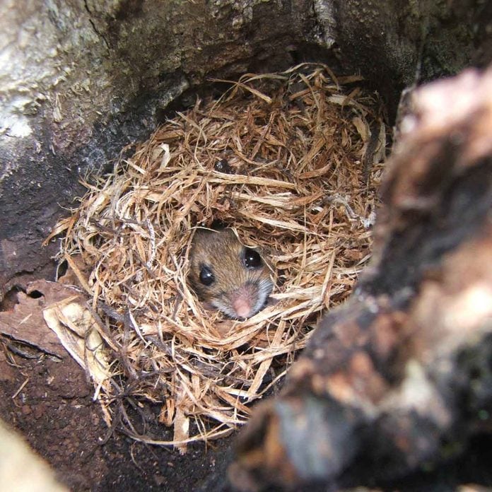 Mouse in a nest