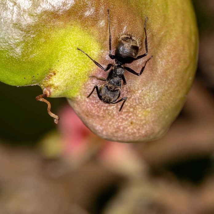 Odorous ant