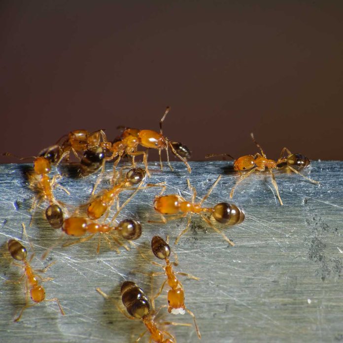 Pharoah ants