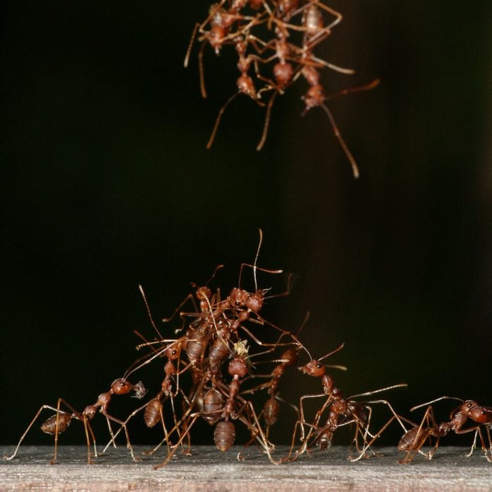 Pyramid ants