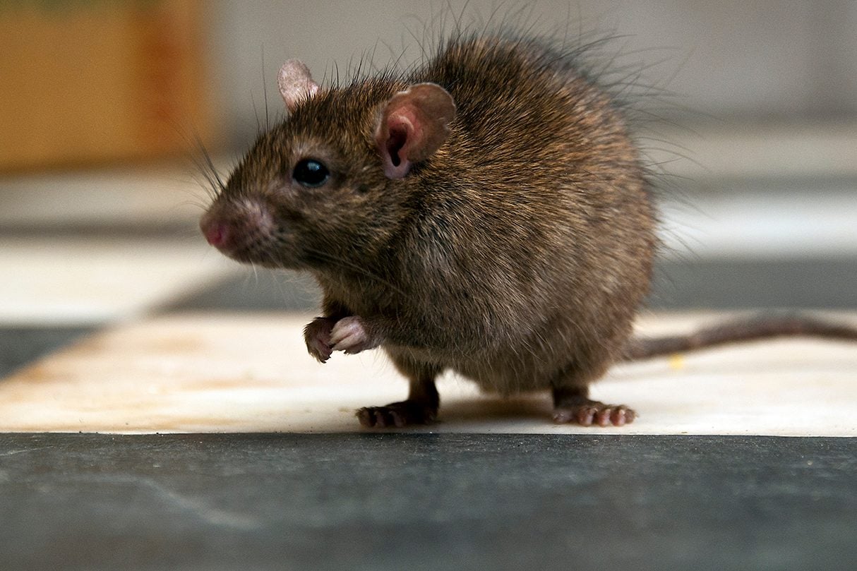 Five Smells That Can Keep Mice & Rats Away