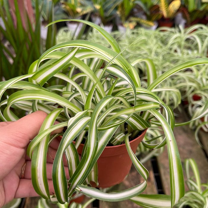 Curly Spider Plant Bonnie In A 4” Pot Ecomm Etsy.com