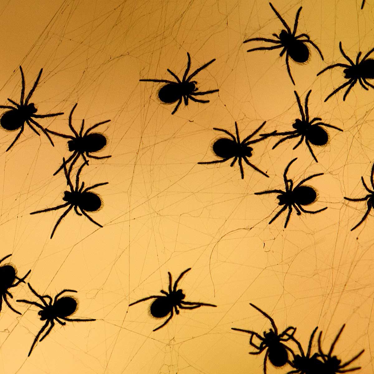 6 Facts About Spiders You Didn't Know