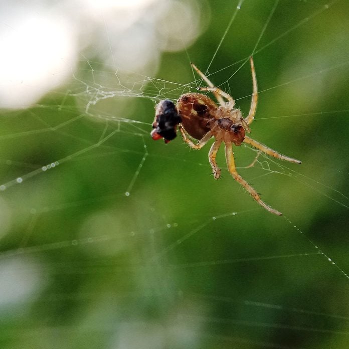 spider eating prey