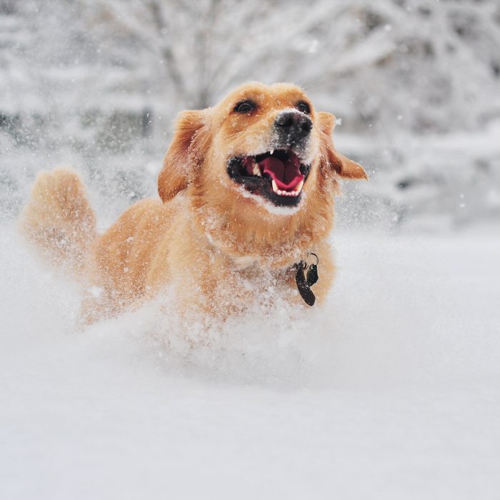 Golden retriever dog running on fresh snow pets in winter