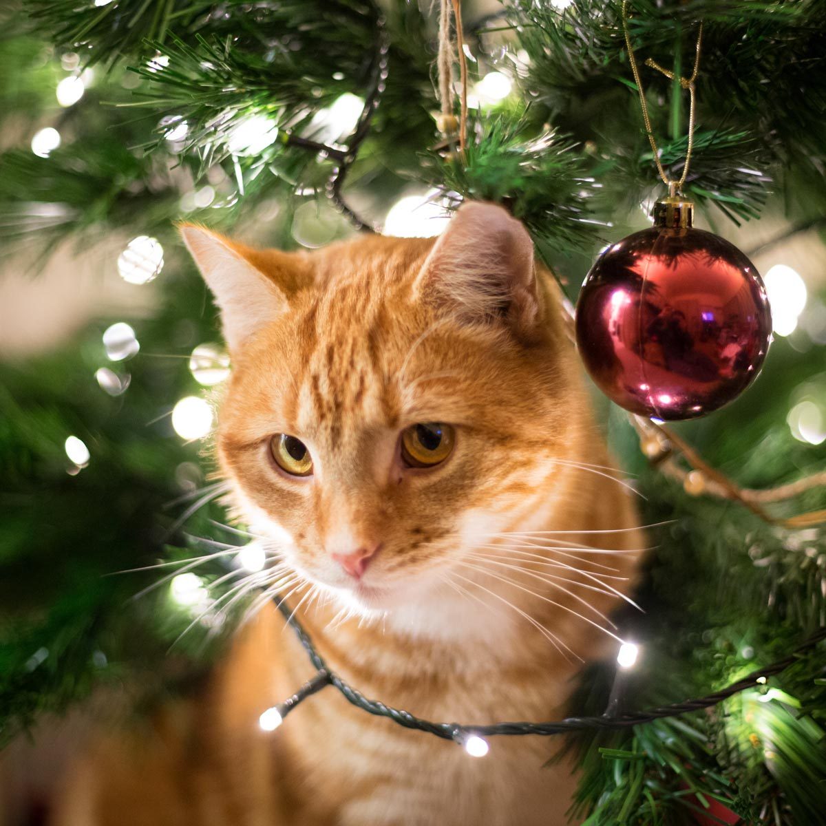 How to Keep Cats Out of Your Christmas Tree