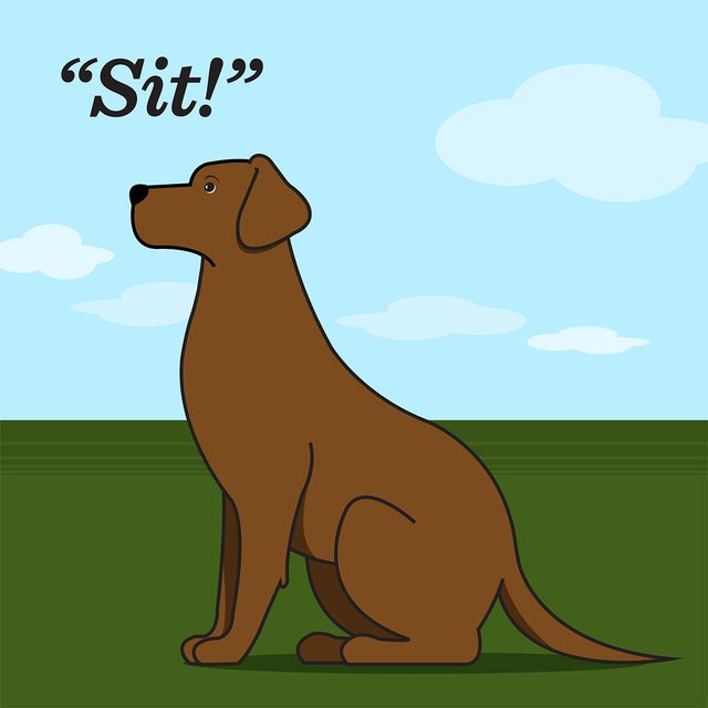 Teach your dog to sit