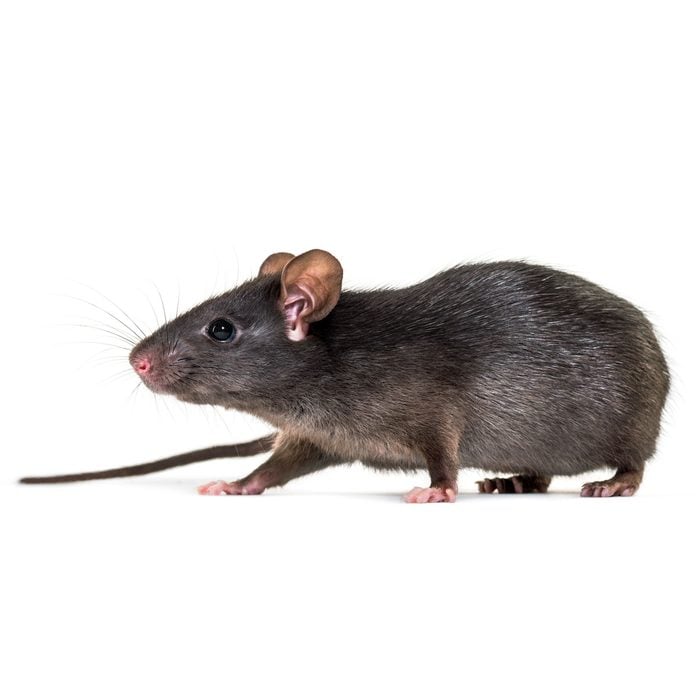 Black rat (roof rat)