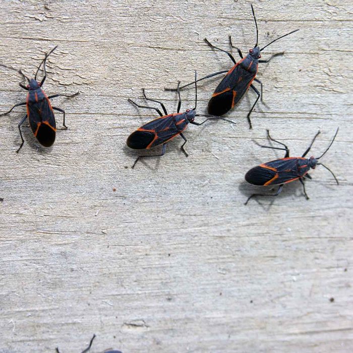 box elder bugs on side of building