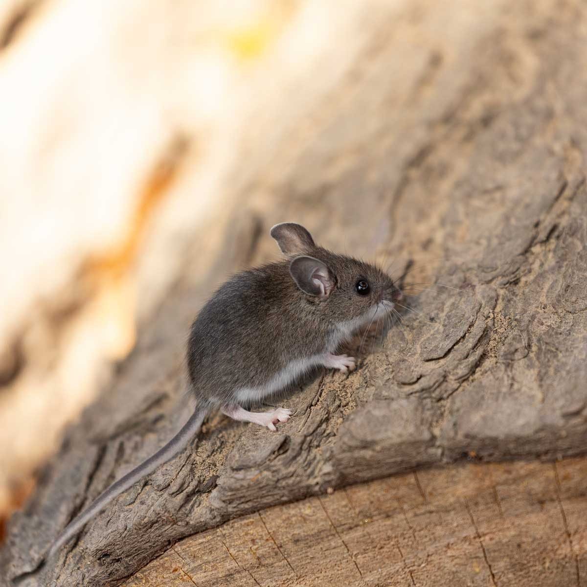 The Homeowner's Guide to Rodent Pest Control
