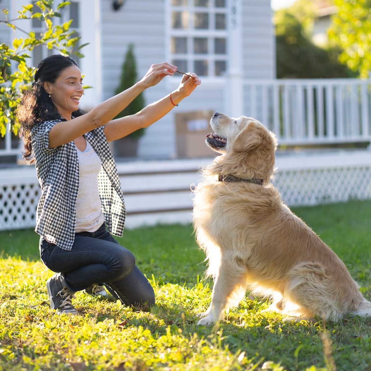 Do You Have the Best Dog Training Tools You Need to Succeed?