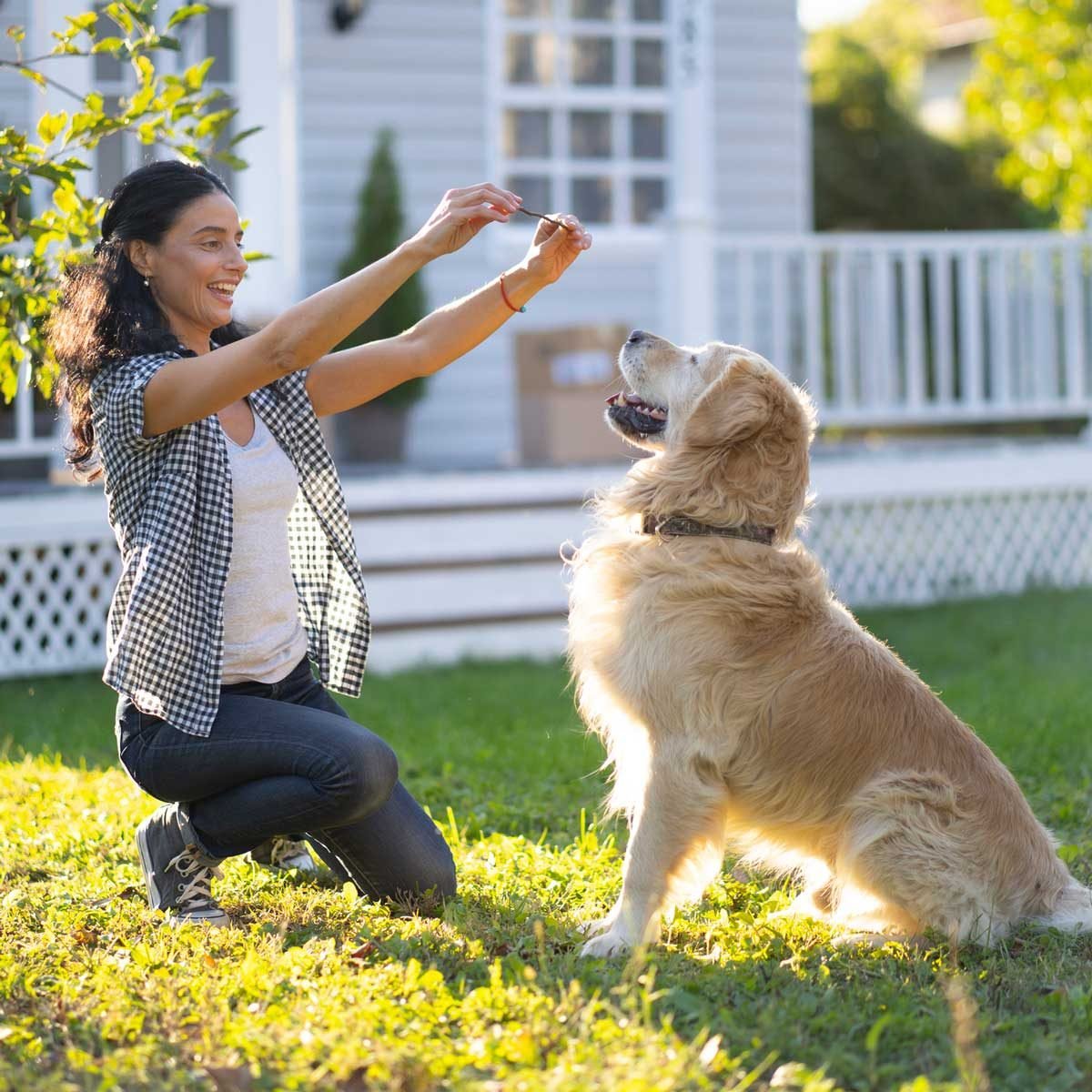 Dog Obedience Training