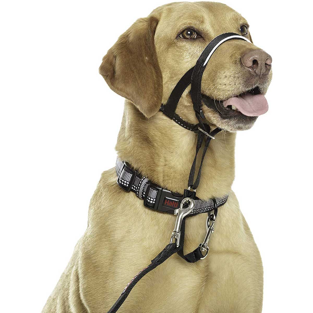 10 Best Dog Training Tools