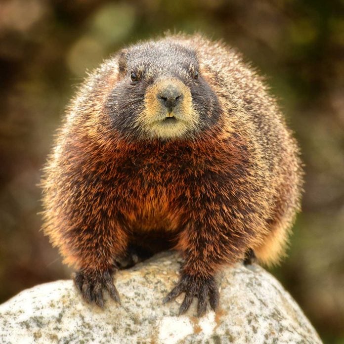 Groundhog (woodchuck)