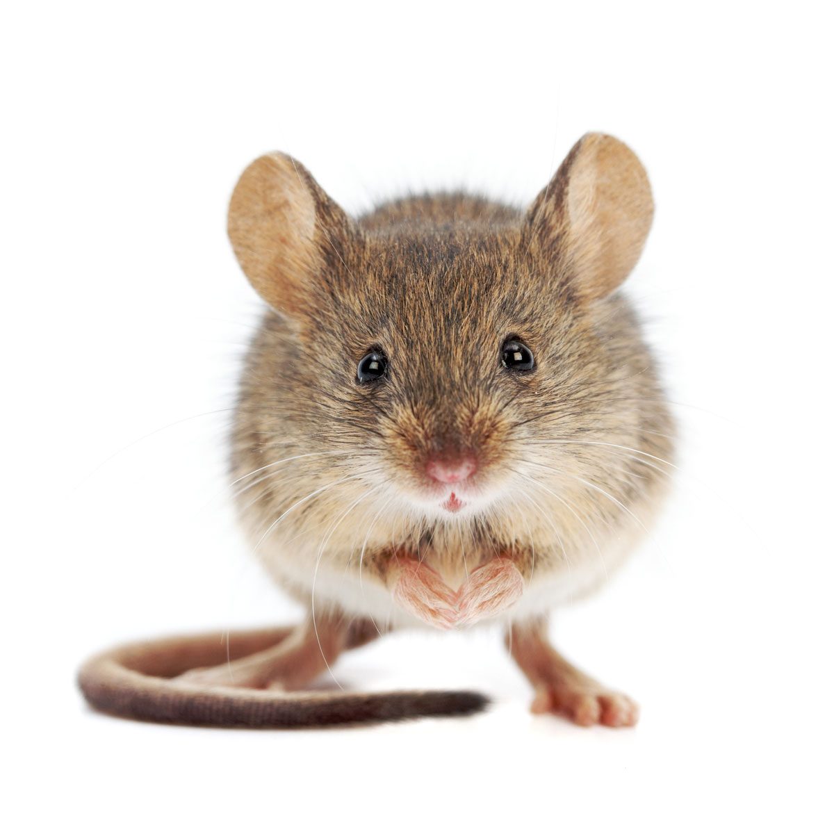 https://www.familyhandyman.com/wp-content/uploads/2020/12/house-mouse-GettyImages-480386986.jpg?fit=696%2C696