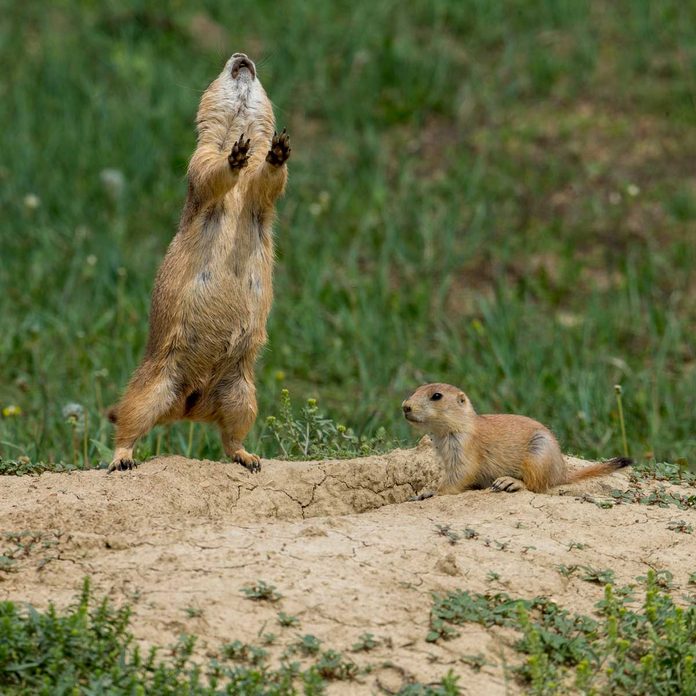 Prairie dog