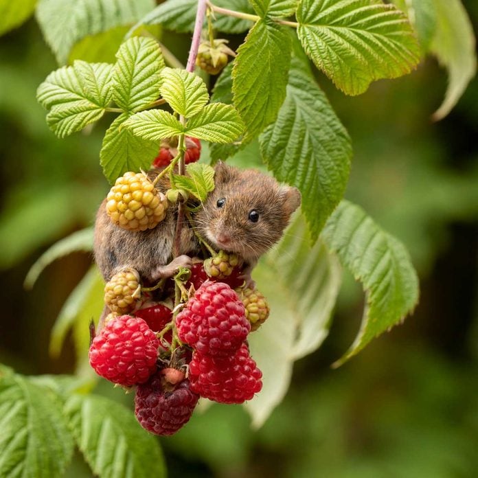 Rodent on a raspberry