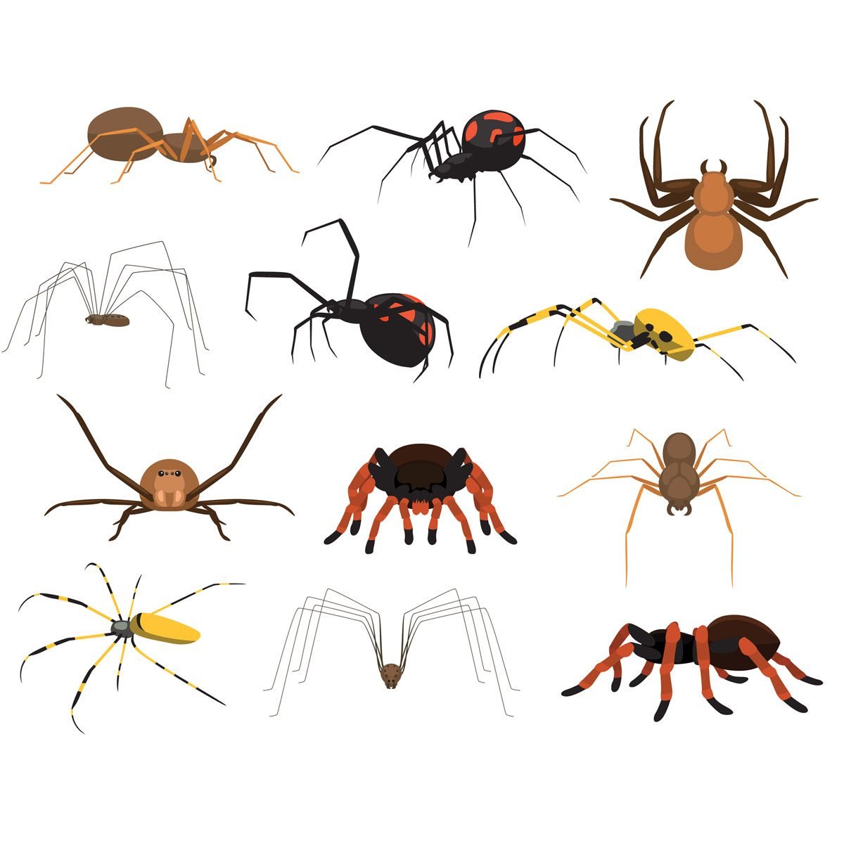 Spiders | Miche Pest Control