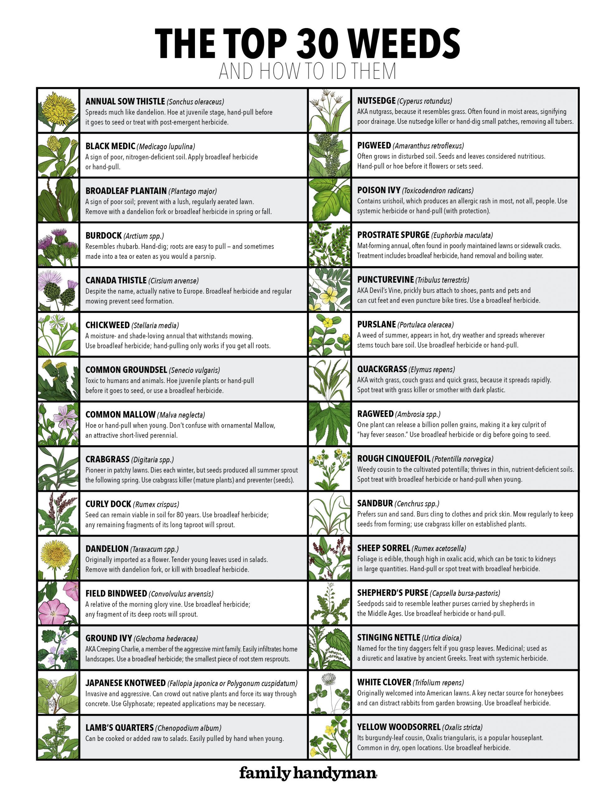  30 Common Lawn Weeds and How to ID Them (Plus Free Downloadable Chart)