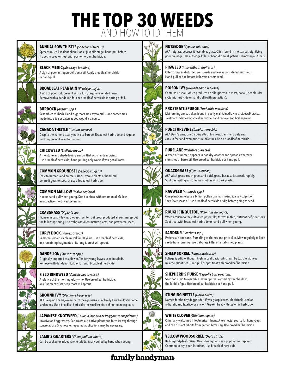 Common Lawn Weeds Chart