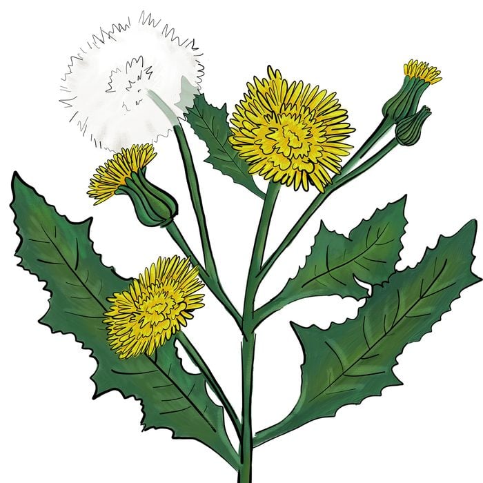 Annual sow thistle