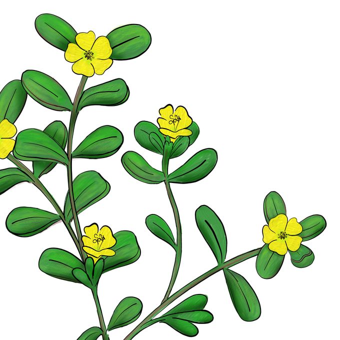 Purslane