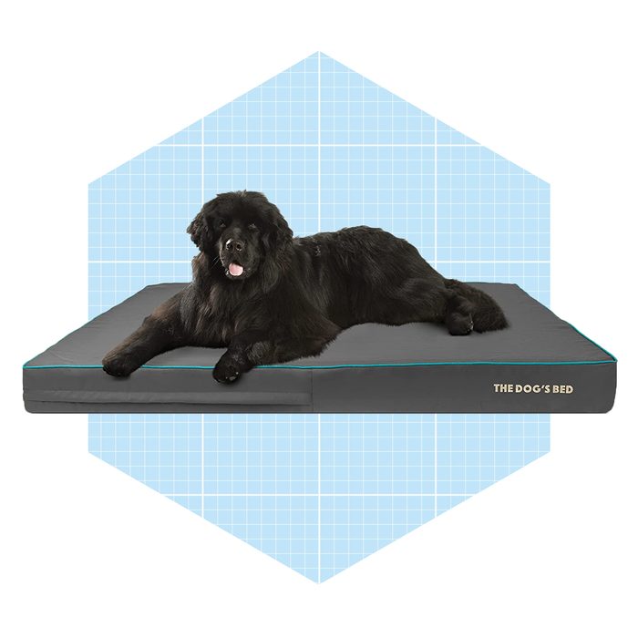 The Dog’s Bed Orthopedic Dog Bed Ecomm Amazon.com