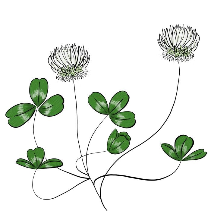 White clover